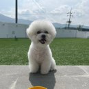 쉬오트애견풀빌라 이미지