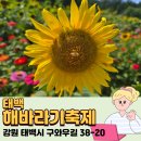 (주)고원 | 태백 해바라기 축제 후기, 고원 위 해바라기 속 산책