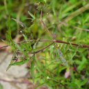 가는잎한련초 Eclipta alba (L.) Hass. 이미지