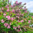 팜파스펜션 이미지