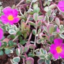 펜션이야기 이미지