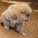 똥강아지 이미지