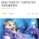 [포토] “조금만 아~” 고양이로 번진 조류인플루엔자 이미지