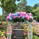 염광고등학교 | [서울시 노원구]서울 수국 명소 초안산 수국 동산 실시간 개화상황 및 주차정보(ft.초안산 수국축제)
