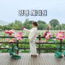 양평제2경로당 | 양평 세미원 연꽃축제 개화현황 입장료 방문 후기