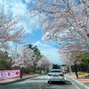 신세계 리조트 | 속초 영랑호 벚꽃 만개상황 실시간