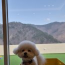 (주)도그아일랜드 | 경북 경주 반려동물 동반 풀빌라:) "스테이 오브제" 방문 후기