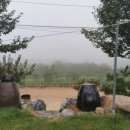 냉이꽃 민박 이미지