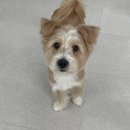 하울팟 위례점 이미지