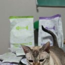 조인트힐병원 | 15살 고양이 다이어트 사료 관절까지 지키는 본아페티 슬림앤조인트케어포캣