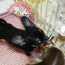 치와와 둥지 이미지