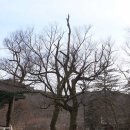 제주공주 Daum카페