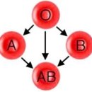 ABO 혈액형 이미지