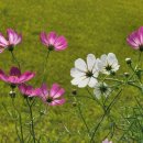 코스모스농원 이미지