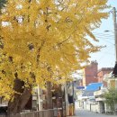 조양 전통시장 | 강화도 단풍놀이🍁 당일여행코스 추천(벤댕이놋그릇집, 화개정원, 조양방직 카페, 수라전통육개장)