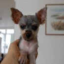 봉식동물병원 이미지