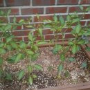 비산성모유치원 이미지