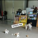 에떼르넬 슈슈 이미지