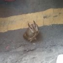 부엉이 PC방 이미지