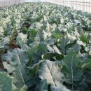 향원농장 이미지