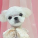 꽃개애견미용 이미지