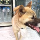 세븐일레븐 산운마을점 이미지