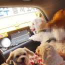 뭉치펫택시 이미지
