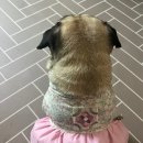 뚱강아지 이미지