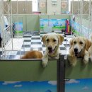 행복한 멍이세상 이미지