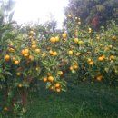 약이 되는 산야초 이미지