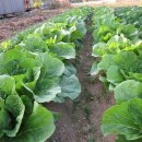 승표네농장 이미지