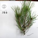 조경기능사-실기-수목감별-겨울철 수목 이미지