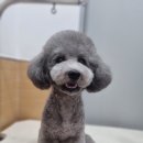 얼바인 동물병원 이미지