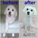 우리들펫샵