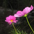 고목목장 이미지