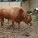 상기농장 이미지