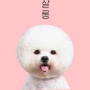 올리브펫살롱 이미지