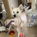 토담스펫 이미지