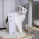 송이캣 | 고양이 털 알레르기 알러지 스프레이 젤라캣 사용해보니!