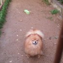 한국참피온 이미지