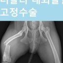 메디스동물병원 이미지