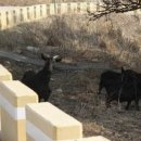 야산염소 이미지