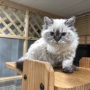 마오네 문덕점 이미지