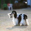 쁘띠퍼피 이미지