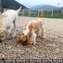 로이네 애견호텔 이미지