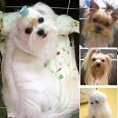 쁘니＆비키 이미지