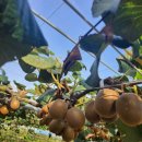 엘림농장 이미지