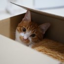 나아라 동물병원 이미지