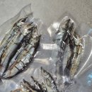 멍멍바개뜨 이미지