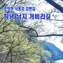 창녕 남지 개비리길-영산 만년교, 연지못 수양벚꽃 트레킹 이미지